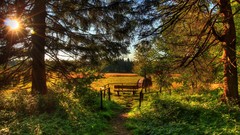 Landscapes nature Trees forests