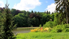 Landscapes nature Trees forests