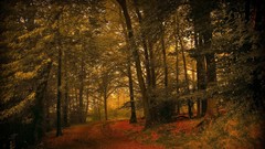 Landscapes nature Trees forests