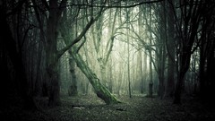 Landscapes nature Trees forests