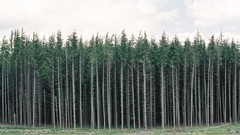 Landscapes nature Trees forests