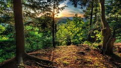 Landscapes nature Trees forests