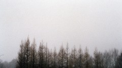 Landscapes nature Trees forests