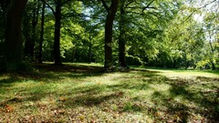 Landscapes nature Trees forests