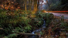 Landscapes nature Trees forests