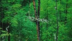 Landscapes nature Trees forests