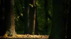 Landscapes nature Trees forests depth of field