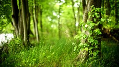 Landscapes nature Trees forests depth of field