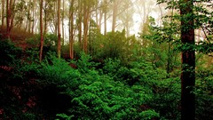 Landscapes nature Trees forests HDR Photography