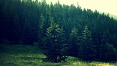 Landscapes nature Trees forests pine trees