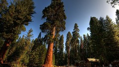 Landscapes nature Trees forests skylines