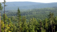 Landscapes nature Trees forests skylines