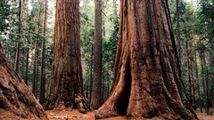 Landscapes nature Trees forests tree trunk