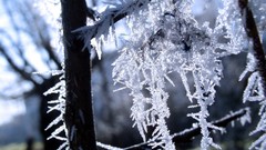 Landscapes nature Trees frost