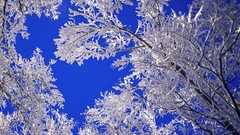 Landscapes nature Trees frost