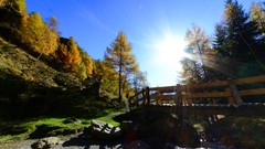 Landscapes nature Trees Garden Italy forests