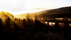 Landscapes nature Trees germany forests