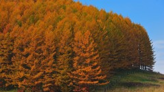 Landscapes nature Trees gold autumn Japan protection Wood