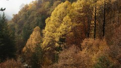 Landscapes nature Trees golden forests