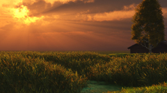 Landscapes nature Trees grass