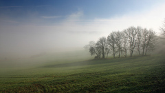 Landscapes nature Trees grass