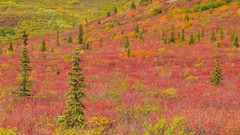 Landscapes nature Trees grass