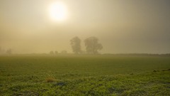 Landscapes nature Trees grass
