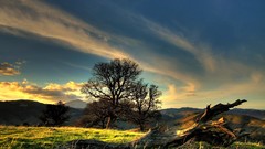 Landscapes nature Trees grass