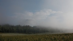 Landscapes nature Trees grass