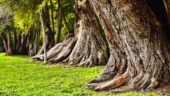 Landscapes nature Trees grass