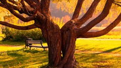 Landscapes nature Trees grass autumn bench Parks