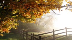 Landscapes nature Trees grass autumn dawning amour