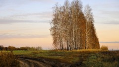 Landscapes nature Trees grass autumn fields