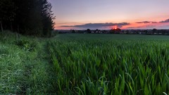 Landscapes nature Trees grass clouds cities