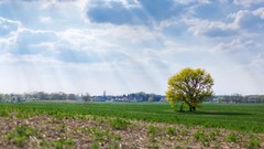 Landscapes nature Trees grass clouds fields