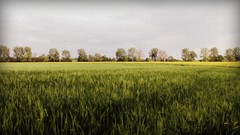 Landscapes nature Trees grass clouds fields skyscapes