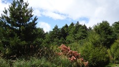 Landscapes nature Trees grass clouds Garden skies