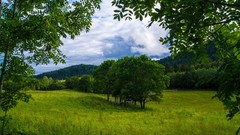Landscapes nature Trees grass clouds hills Green forests