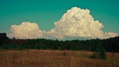 Landscapes nature Trees grass clouds Russia fields forests 