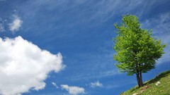 Landscapes nature Trees grass clouds skyscapes