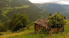 Landscapes nature Trees grass cottage shed abandoned house 