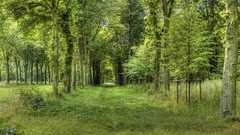 Landscapes nature Trees grass fields forests