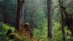 Landscapes nature Trees grass forests