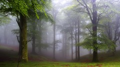 Landscapes nature Trees grass gray dawn trunks Green mist 