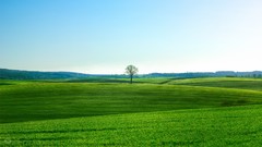 Landscapes nature Trees grass Green