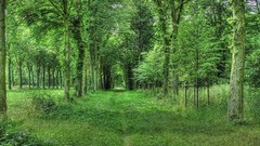 Landscapes nature Trees grass Green pasture forests