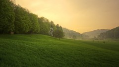 Landscapes nature Trees grass hills