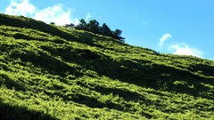 Landscapes nature Trees grass hills hillside