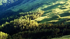 Landscapes nature Trees grass hills hillside forests