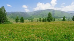 Landscapes nature Trees grass hills Russia